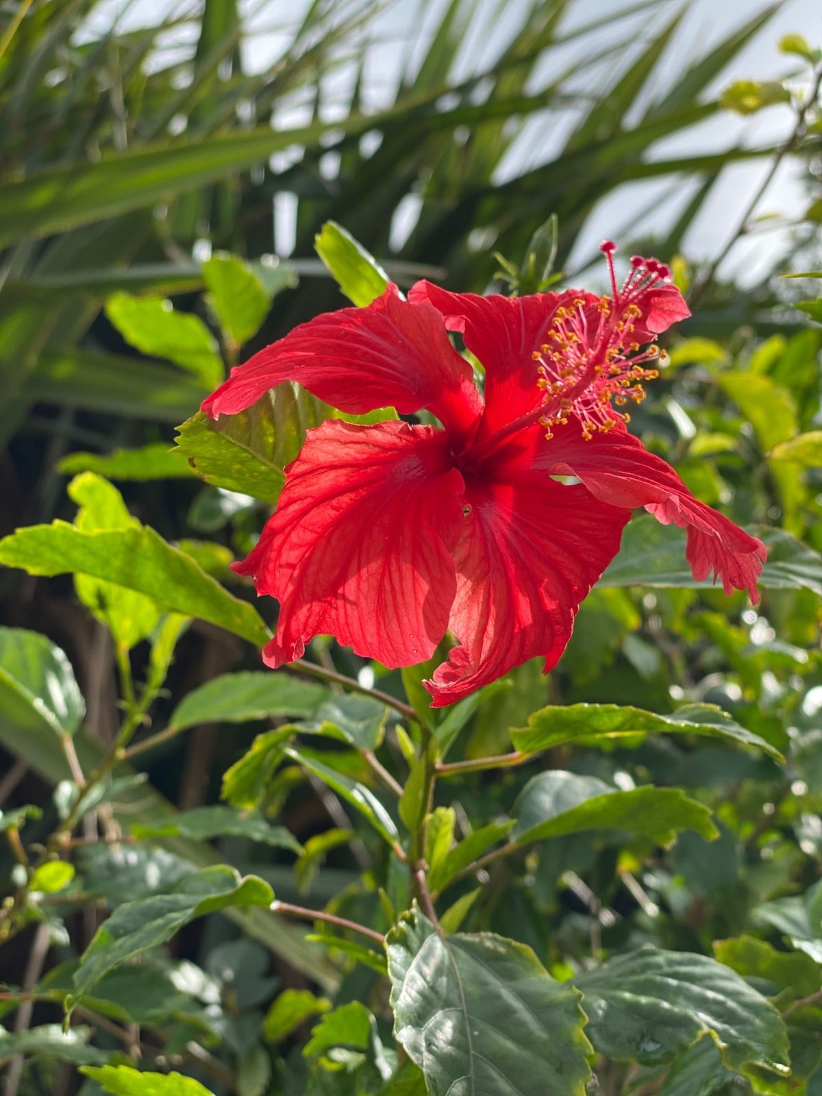 美原入口からの由布島