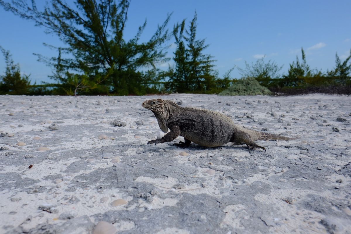 カヨラルゴ島のビーチと近くの島の🦎
