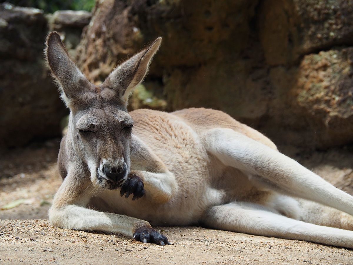 タロンガ動物園へは、オペラハウスを間近に見ながらフェリーで移動
園内から海...