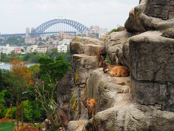 オーストラリア連邦・シドニー「オーストラリア　シドニーで過ごす休日」の写真：タロンガ動物園へは、オペラハウスを間近に...