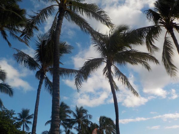 アメリカ(米国)・ホノルル「ハワイ家族旅行」の写真：思春期の難しい長男と受験を控えた長女と夫...