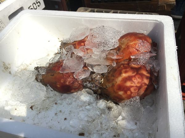 日本・名古屋　「初名古屋」の写真：ちょっと日本酒で休憩