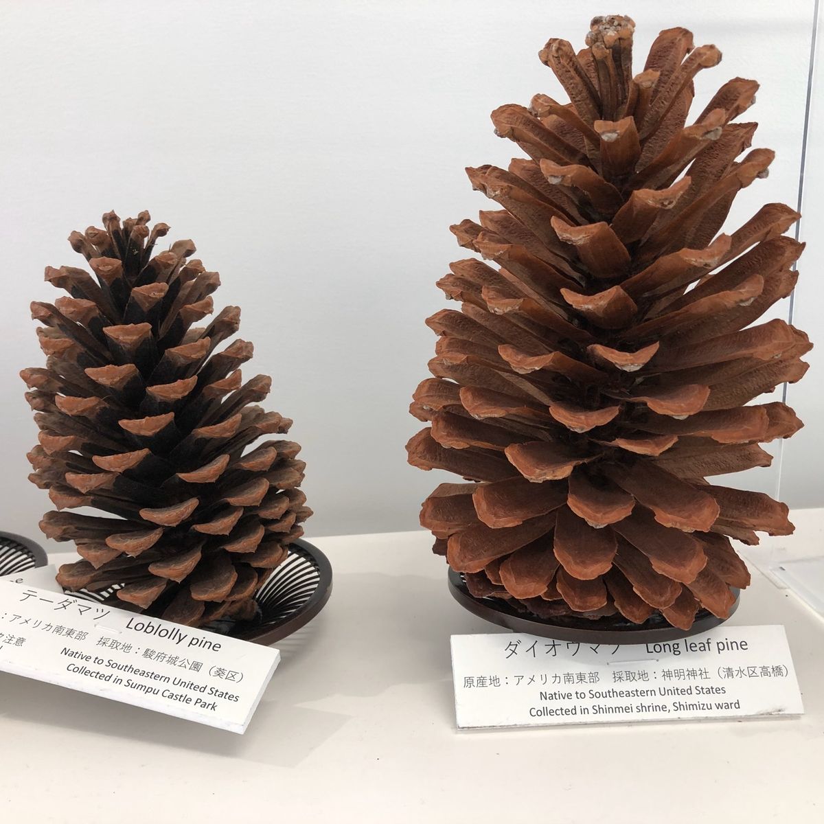 近くの「神の道」もオススメ❣️