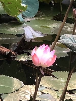 楽しい。