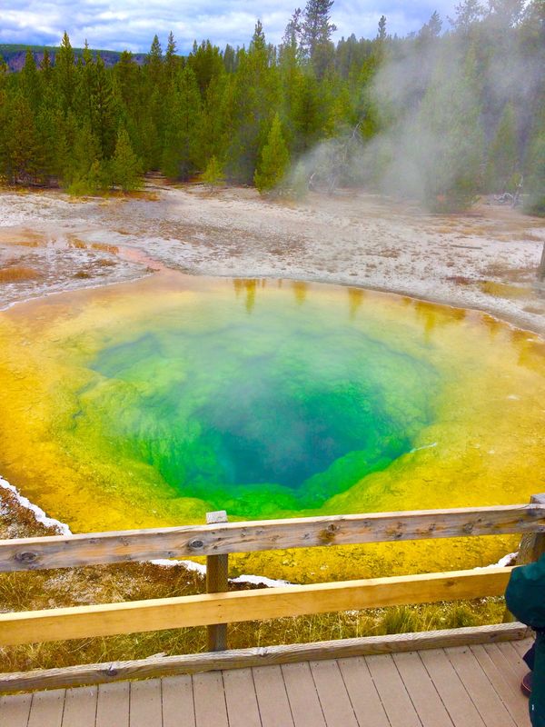アメリカ(米国)・イエローストーン国立公園「2017イエローストーン国立公園」の写真：サファリパーク状態。