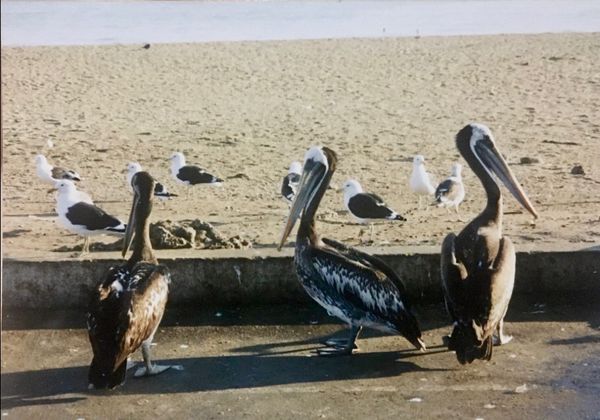 チリ・バルパライソ「いつぞやの南米3」の写真