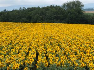 ひまわり🌻🌻満開‼️