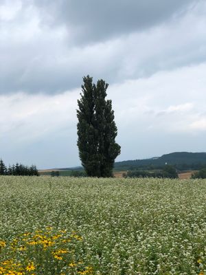 ひまわり🌻🌻満開‼️