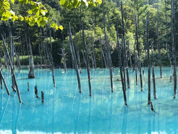 日本「「北海道旅行2019 ⑨」」の写真：神秘の池