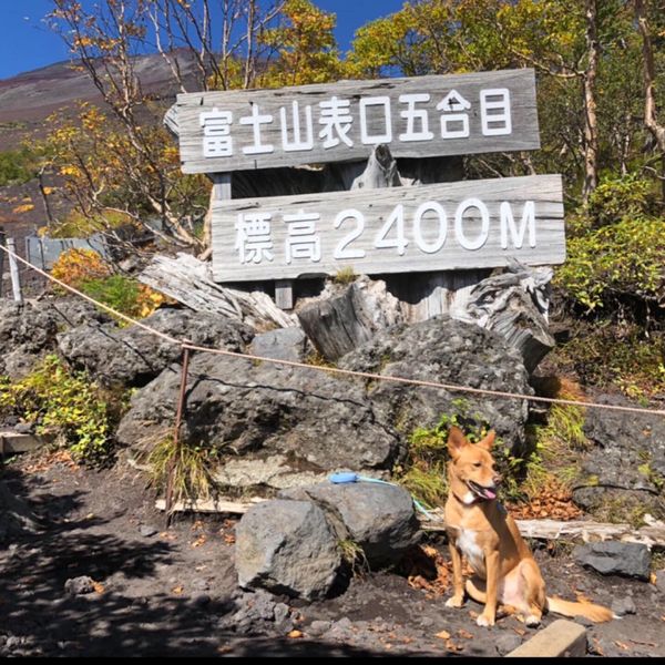 日本「「富士山五合目へ」」の写真：愛犬と一緒❣️