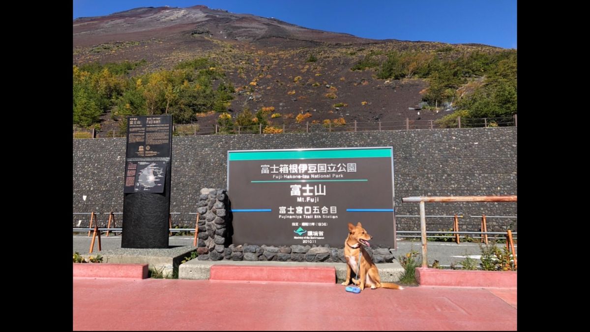 愛犬と一緒❣️