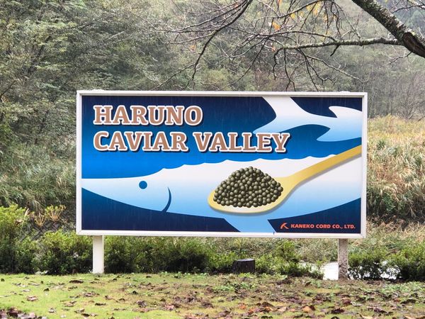 日本「「春野　CAVIOR VALLEY」」の写真：チョウザメ飼育は時間がかかります。