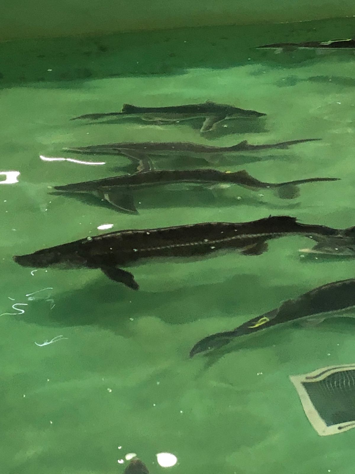 チョウザメ飼育は時間がかかります。