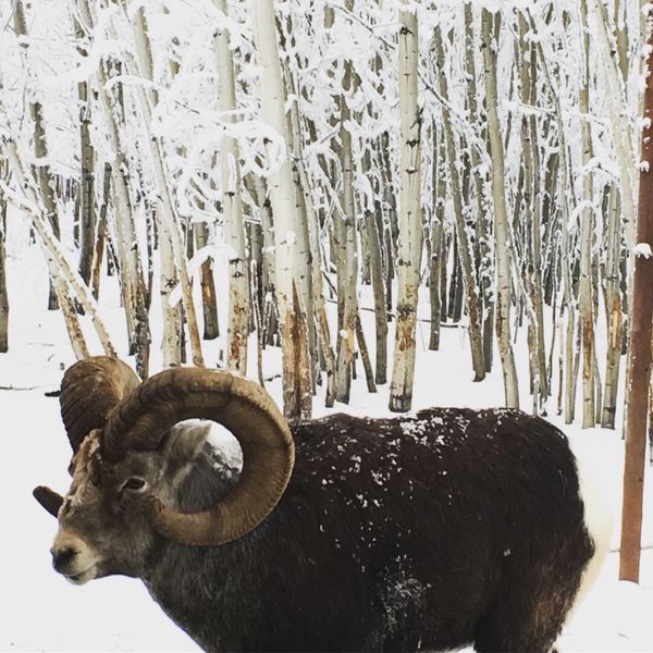 カナダ・Vancuber「Whitehose and Vancuber」の写真：オーロラ見れなかったホワイトホースと
ア...