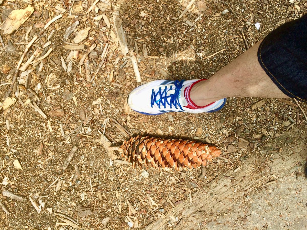 セコイア国立公園。ジャイアントセコイアの木は松ぼっくりも巨大。