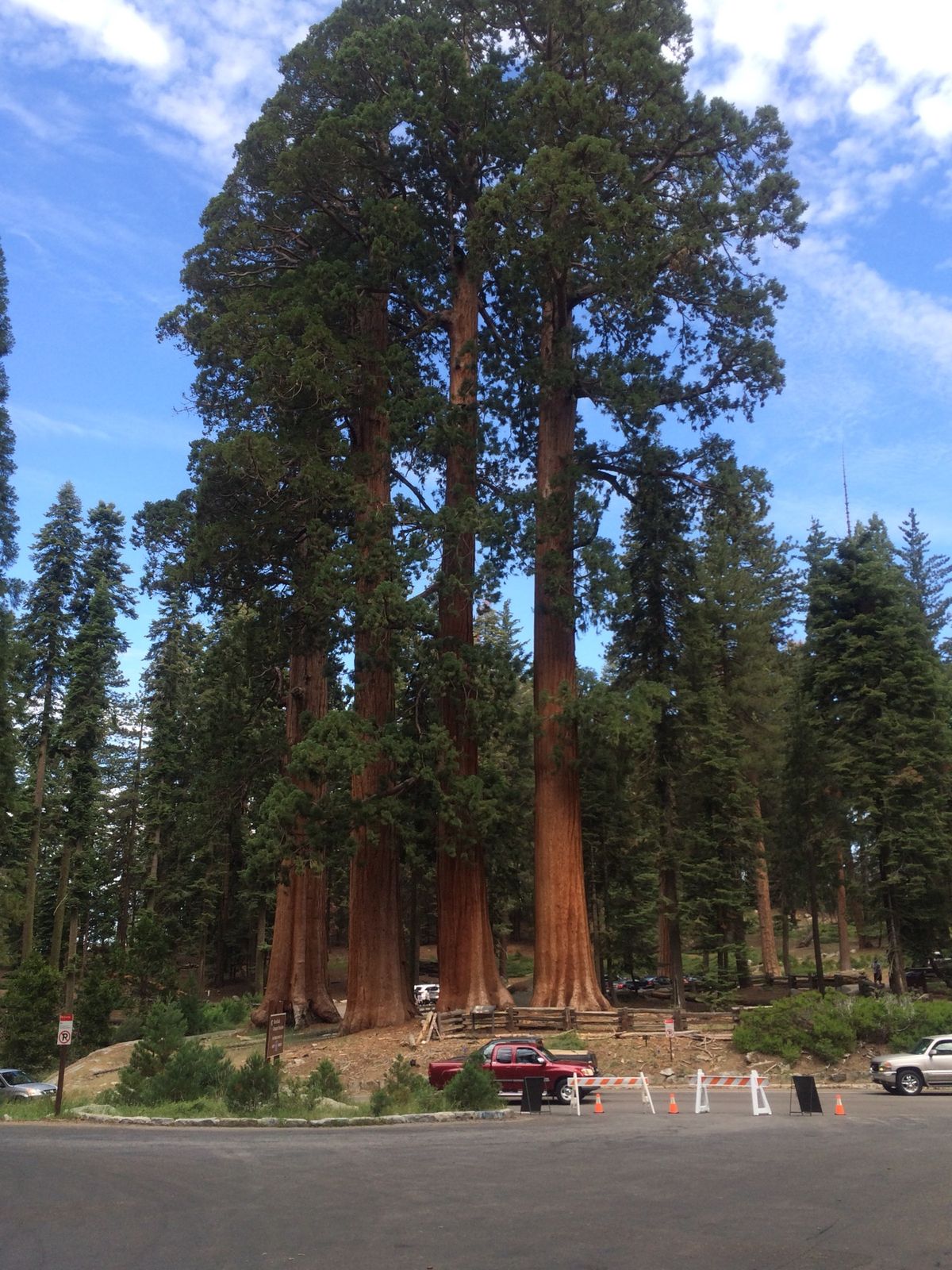 セコイア国立公園。ジャイアントセコイアの木は松ぼっくりも巨大。
