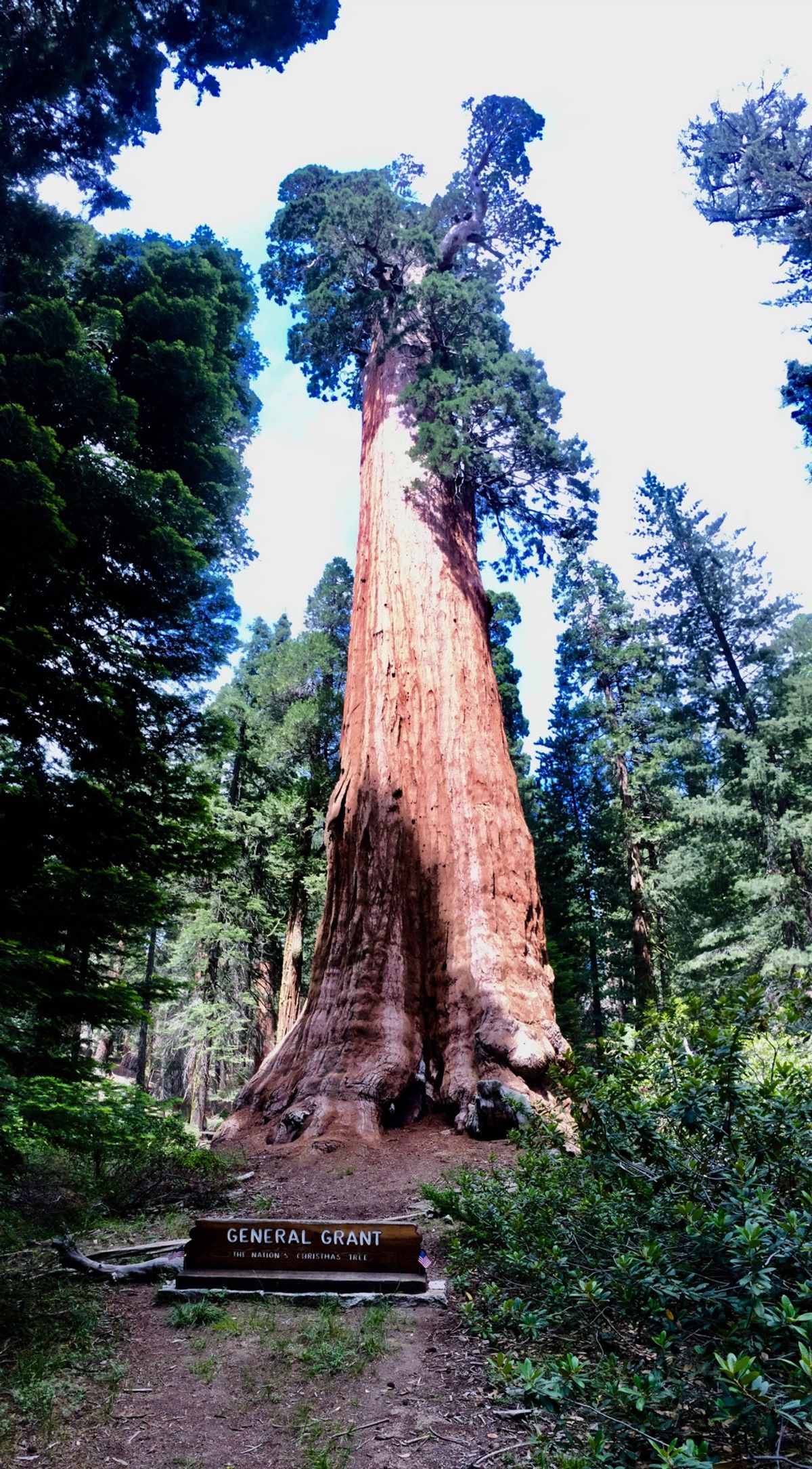 セコイア国立公園。ジャイアントセコイアの木は松ぼっくりも巨大。