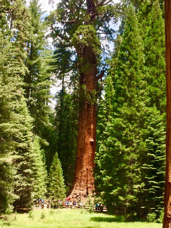 アメリカ(米国)・サンフランシスコ「2015カリフォルニア縦断」の写真：セコイア国立公園。ジャイアントセコイアの...