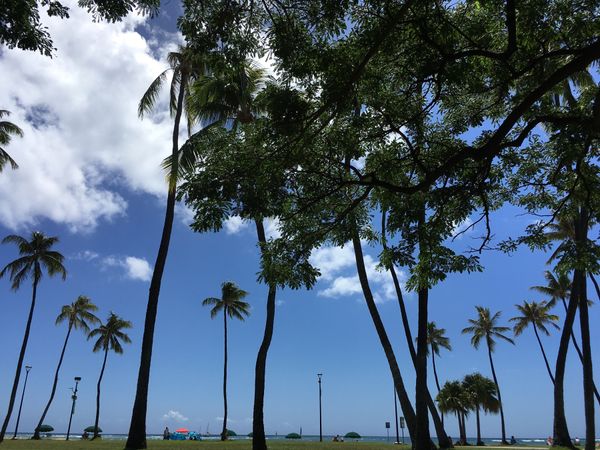 アメリカ(米国)「ハワイ」の写真