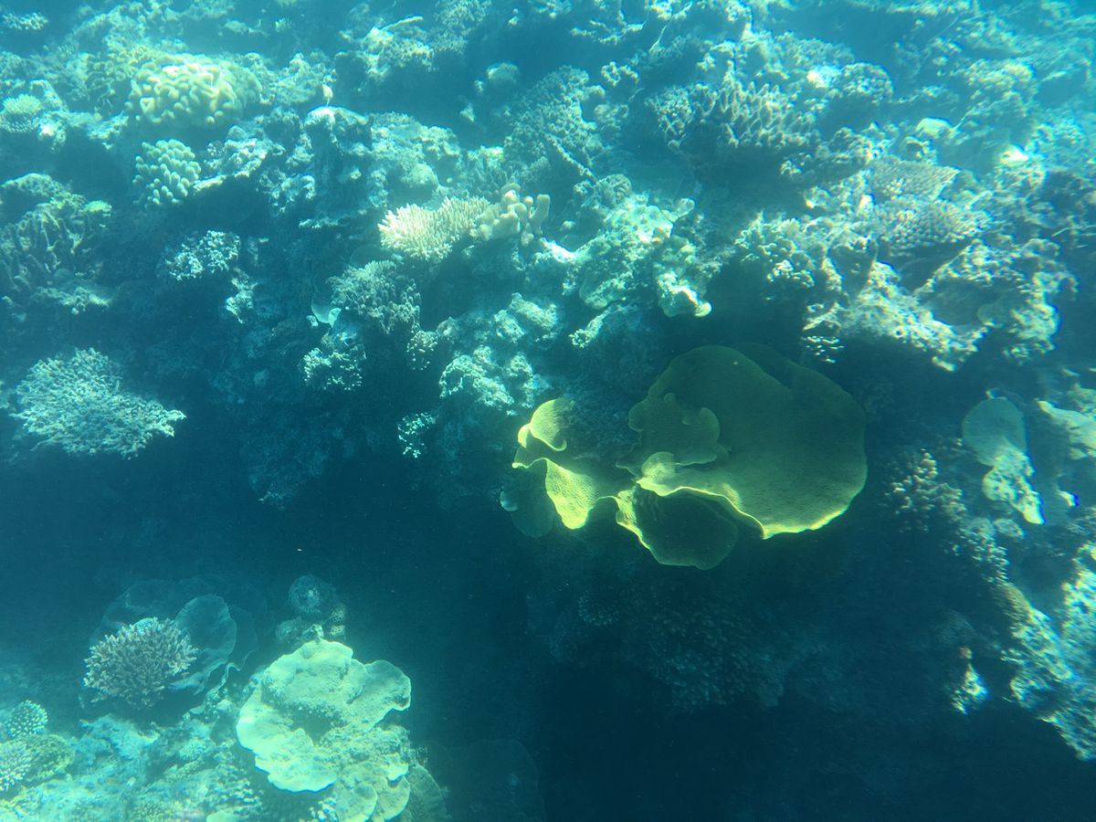 待ちに待ったグレートバリアリーフ🐠
白い砂の島、ミコマスケイに行き、ダイビ...