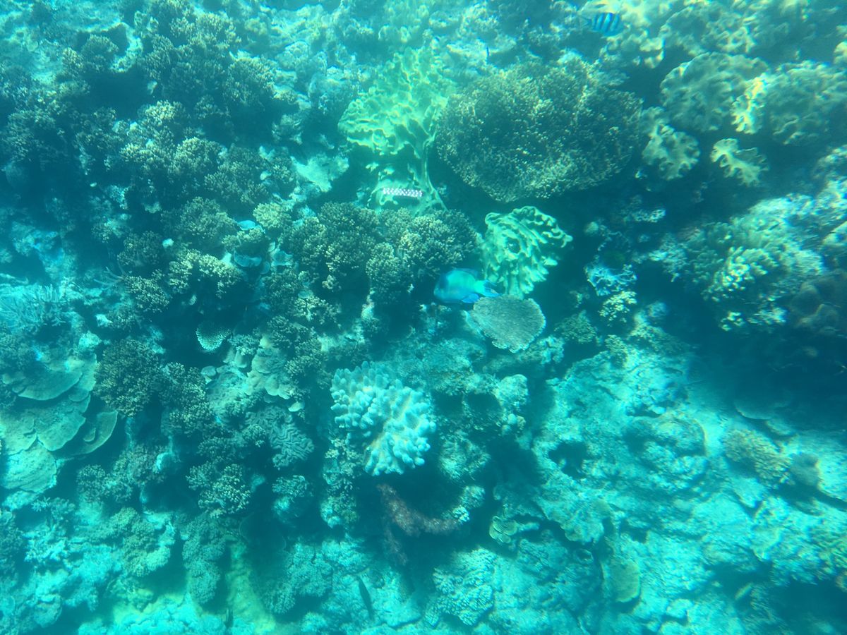 待ちに待ったグレートバリアリーフ🐠
白い砂の島、ミコマスケイに行き、ダイビ...