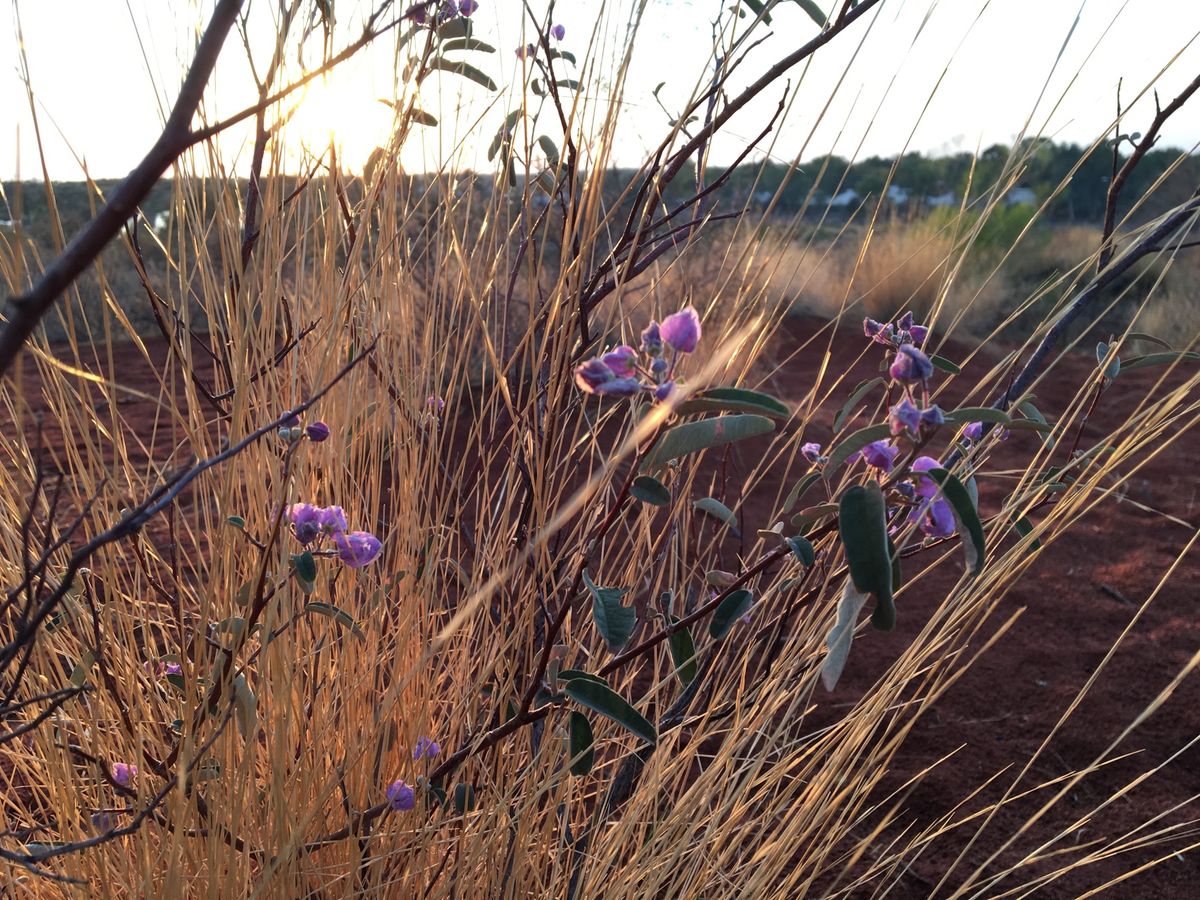 オーストラリア最終日。ホテルの近くから日の出観測。遠いけどエアーズロックも...