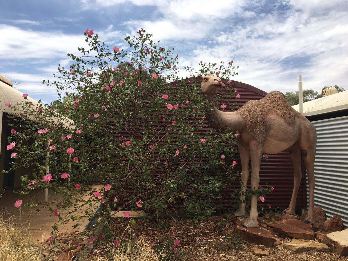 国内線でウルルへ✈️
エアーズロックを見に行きました。バスで宿泊先やショッ...