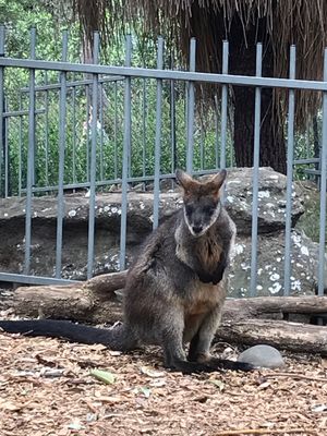 レース翌日、足を引きずって動物園に行ってから帰国。