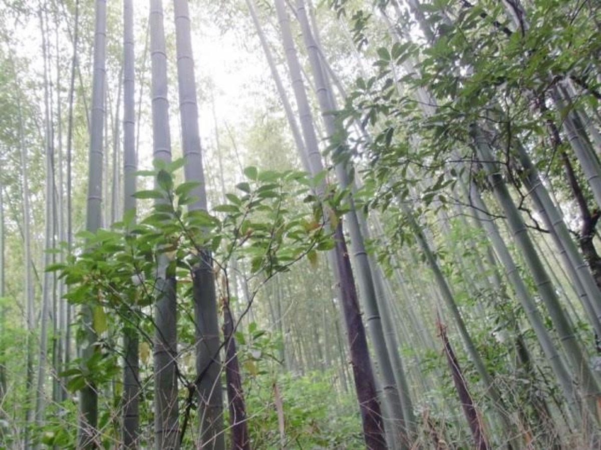 嵐山で竹林散策🎋朝から雨が降っていたけど、途中から晴れに☀️
初めて人力車...
