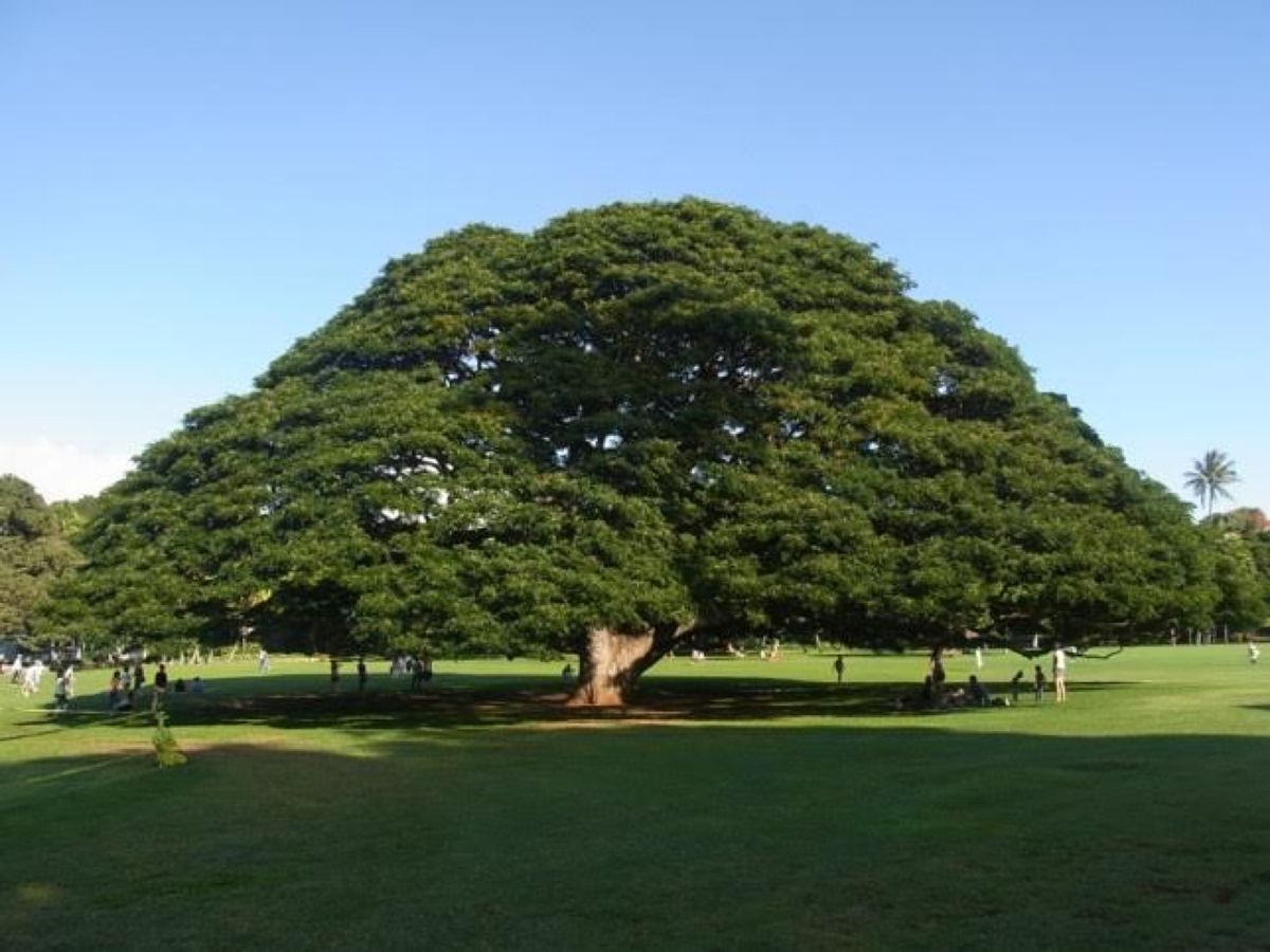 ♪この木なんの木〜で有名な(？)モアナルアガーデンパーク🌴
ほんとーに大き...