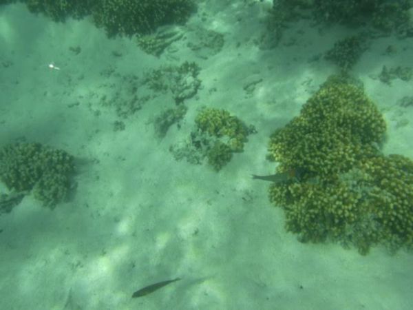 アメリカ(米国)・ハワイ「年越しハワイ」の写真：初めてのダイビングにも挑戦！！耳抜きが出...