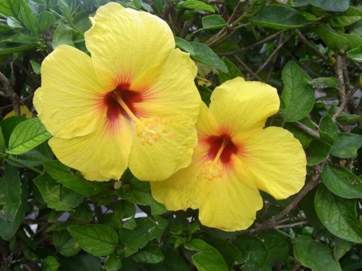 ♪この木なんの木〜で有名な(？)モアナルアガーデンパーク🌴
ほんとーに大き...