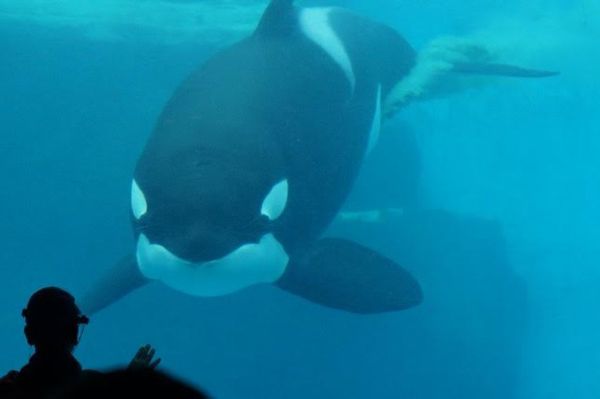 日本・名古屋「名古屋港水族館」の写真