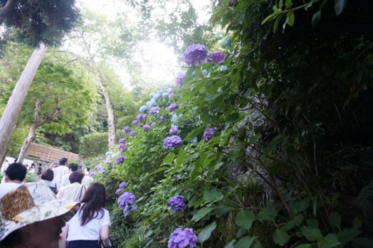 いざ鎌倉へ
紫陽花の時期に行くのは初めてでしたが、かなり混んでます。早めに...