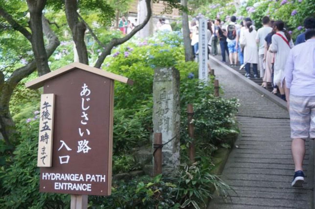 いざ鎌倉へ
紫陽花の時期に行くのは初めてでしたが、かなり混んでます。早めに...