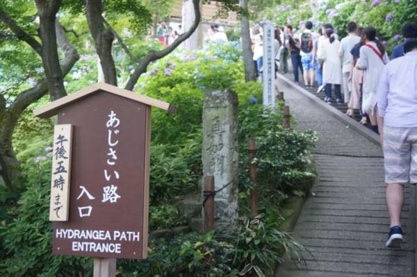 日本・鎌倉「鎌倉　アジサイ」の写真：いざ鎌倉へ
紫陽花の時期に行くのは初めて...