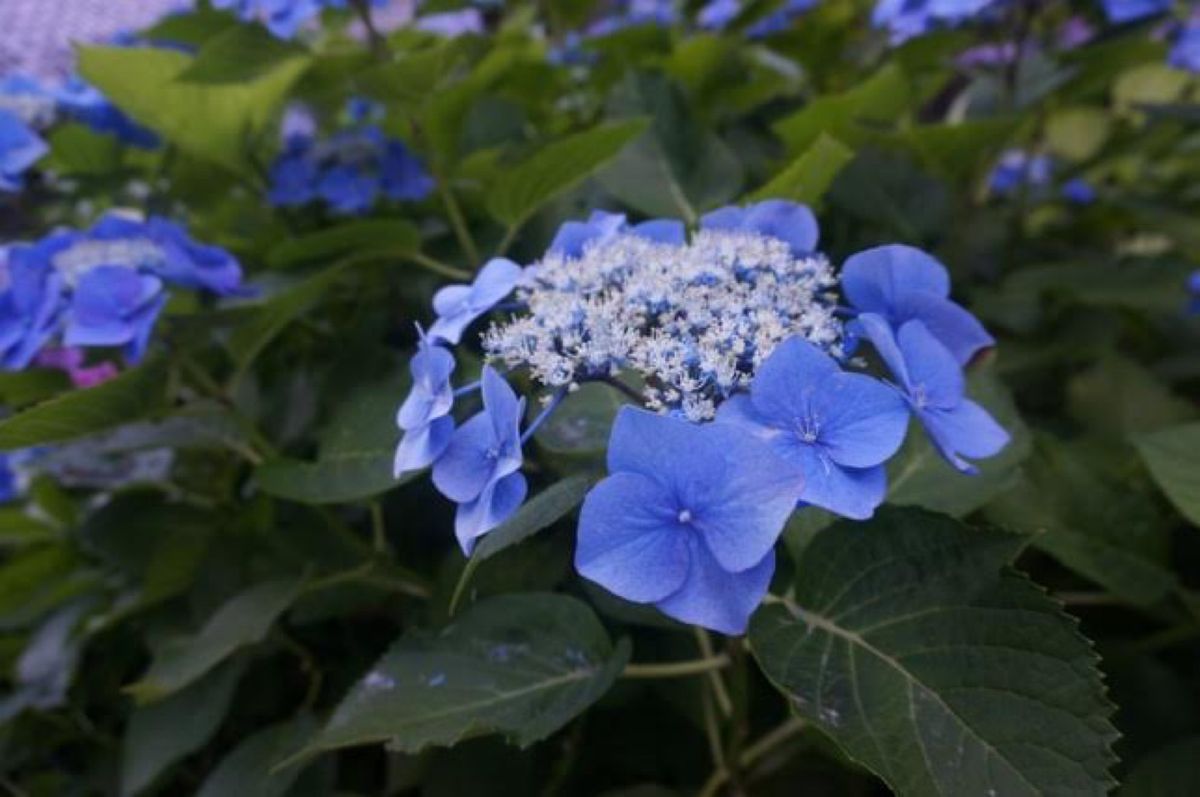 いざ鎌倉へ
紫陽花の時期に行くのは初めてでしたが、かなり混んでます。早めに...