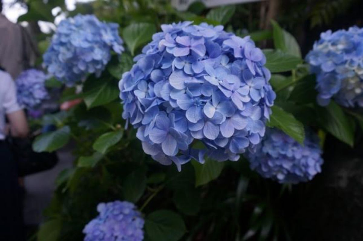 いざ鎌倉へ
紫陽花の時期に行くのは初めてでしたが、かなり混んでます。早めに...