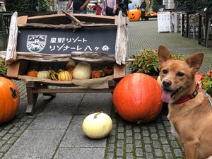 孫はハロウィン🎃モード