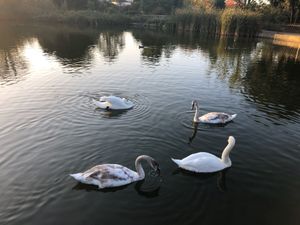 BrockwellPark🦢また行きたいなぁ🙂