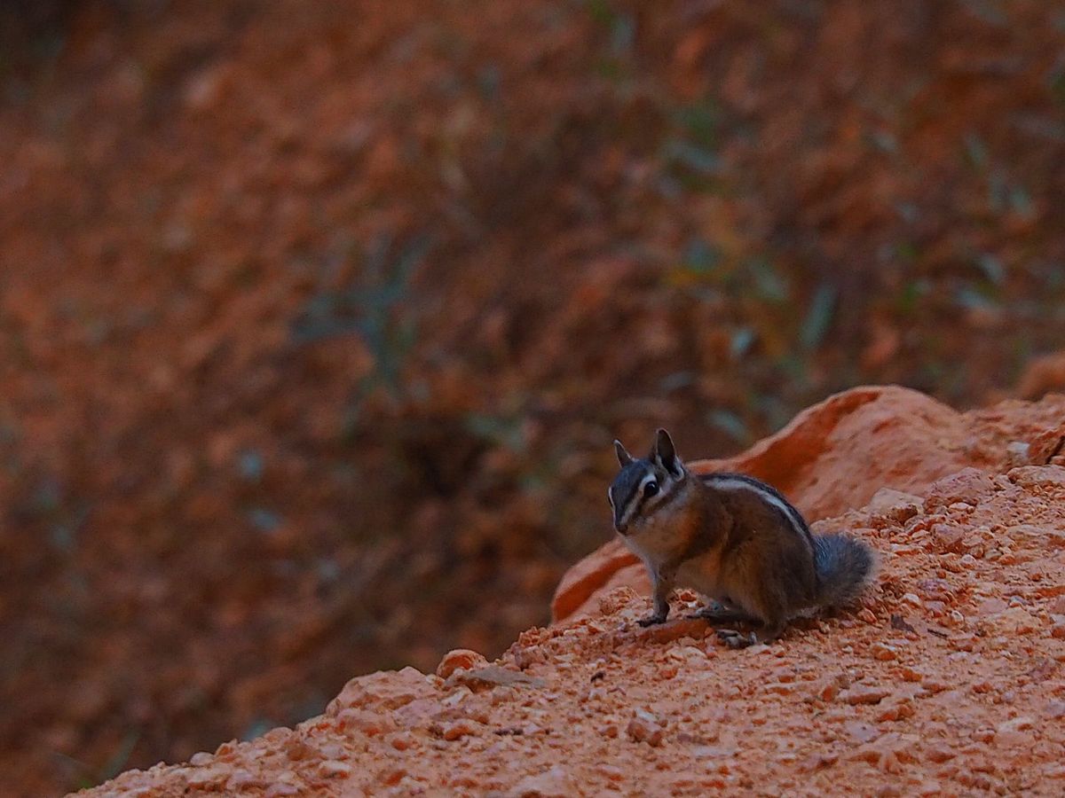 ブライスキャニオン国立公園
ブライスキャニオンはザイオンから北東に約120...