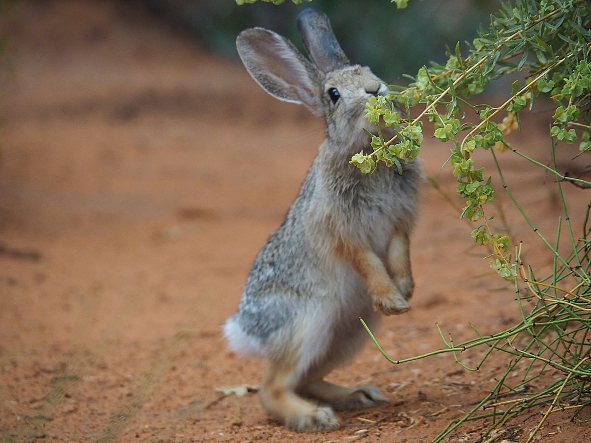 アーチーズ国立公園
ユタ州モアブ近郊にあるアーチーズ。
岩と風によって自然...