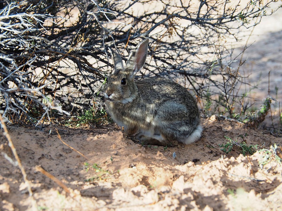 キャニオンランズ国立公園
コロラド川などによって侵食された峡谷で、広大な峡...
