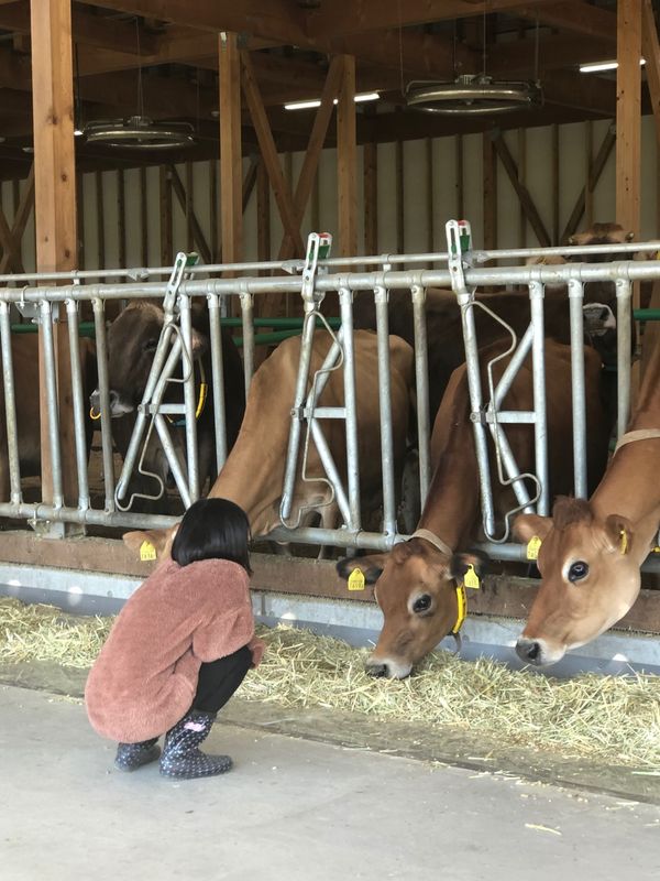 日本「「IDEBOKU COW RESORT 酪農体験」」の写真：牛🐂🐄は、可愛い❤️