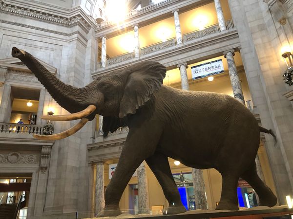 アメリカ(米国)「「アメリカ旅行　孫と息子の所へ⑤」」の写真：スミソニアン博物館‼️飽きない❣️