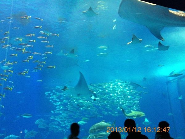 日本「☆沖縄☆」の写真