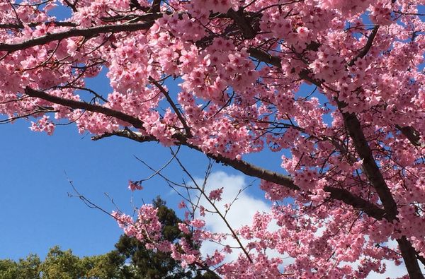 日本・京都　「Kyoto - Japan🌸」の写真