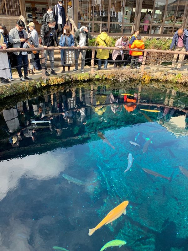 日本・静岡「清水&忍野八海旅行」の写真