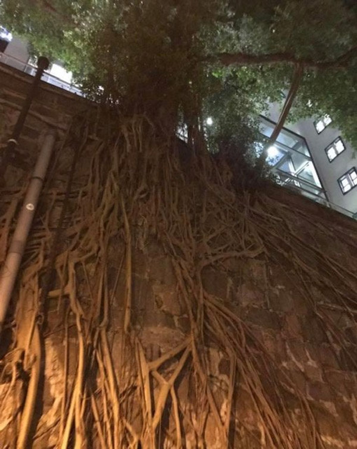 2017.09.17
飲む人には、オシャレな店が多いです。