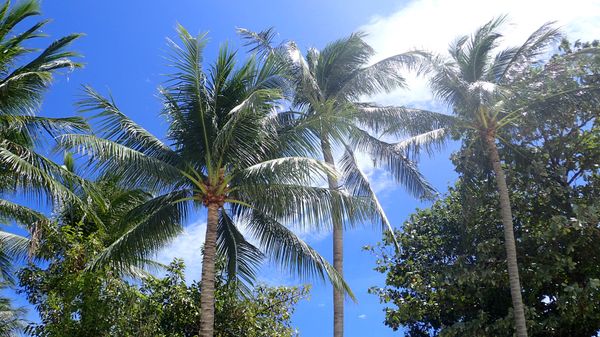 タイ・サムイ島「2016夏サムイの旅」の写真：しょっぱなでハマったサムイ島